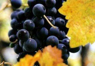 澳洲进口红酒：澳洲西拉葡萄的前世今生