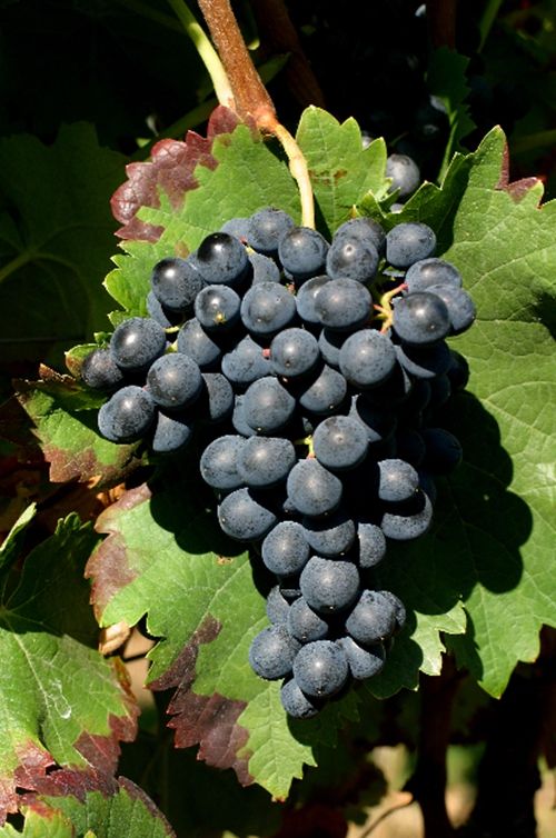 拉维纳：酿酒的染色葡萄是什么？